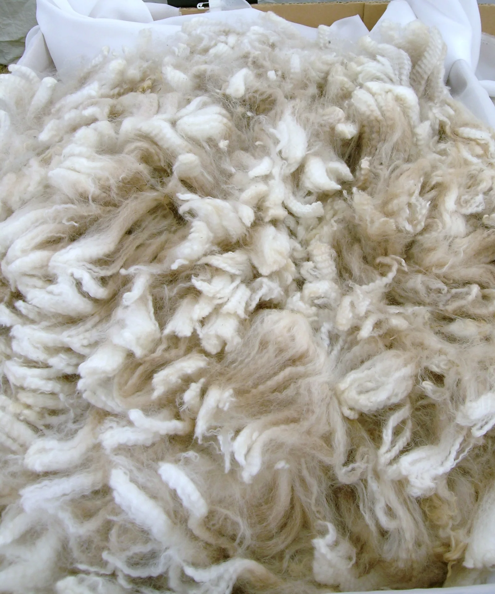 Raw alpaca fleece, ready to card and felt
