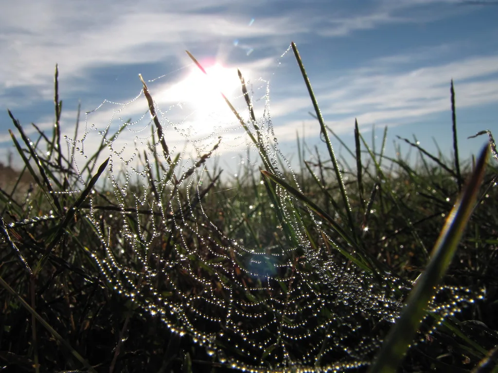 A spider web strung with dew, still in use
