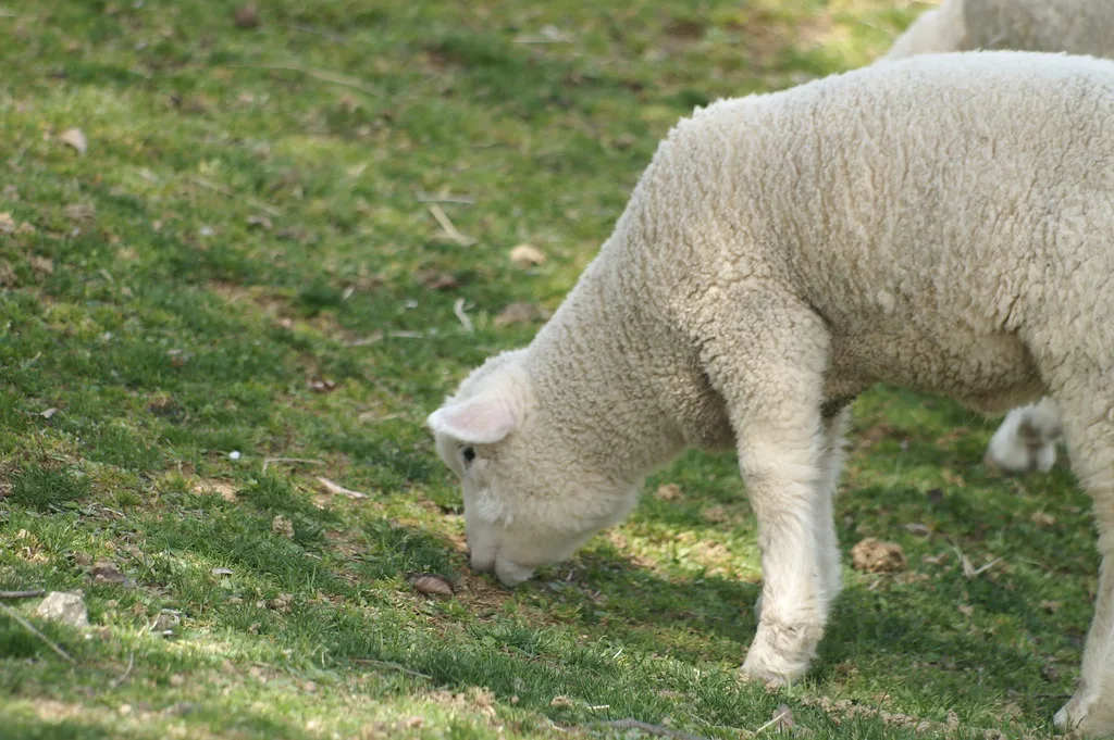 Corriedale sheep in full fleece