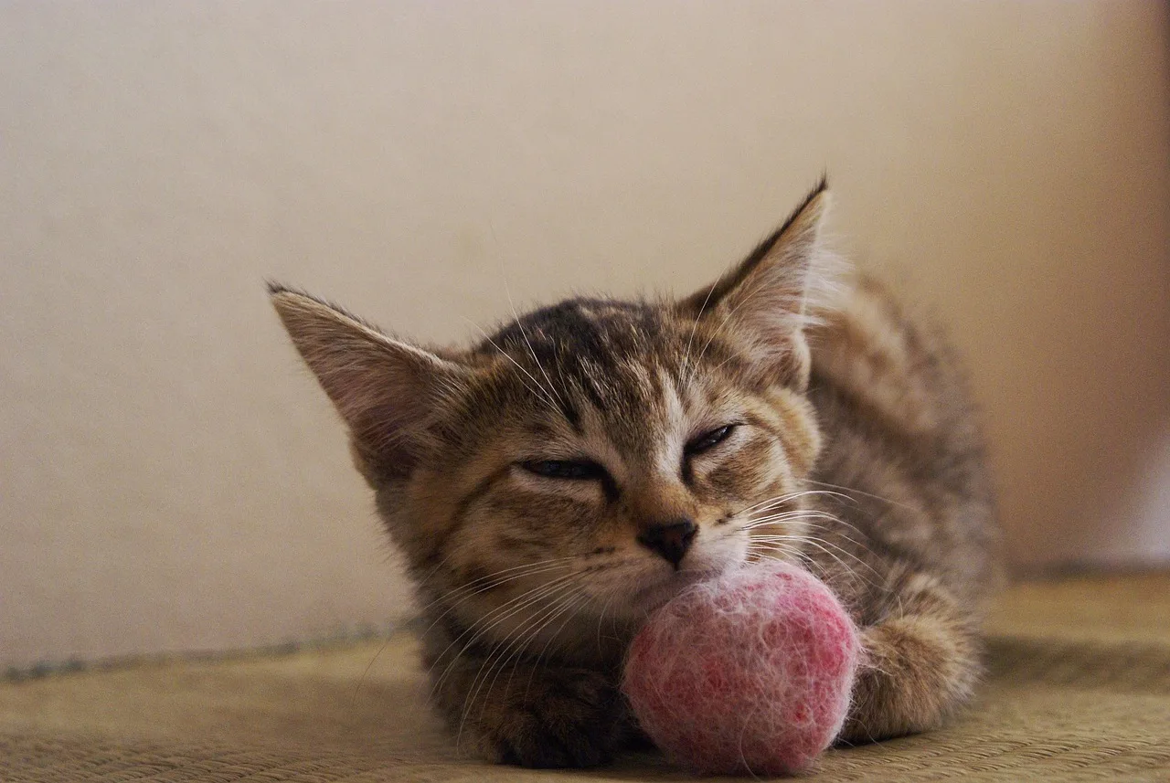 A tabby kitten dozing with its chin resting on a pink felted wool ball