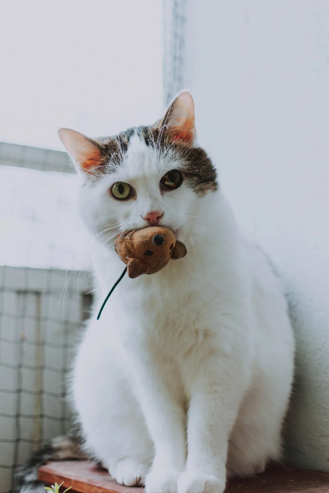 A white and tabby cat sitting by a window holding a small brown toy mouse in its mouth