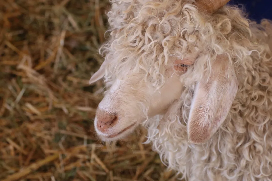 Close-up of an Angora goat lying on straw, its head framed by long, curly cream mohair