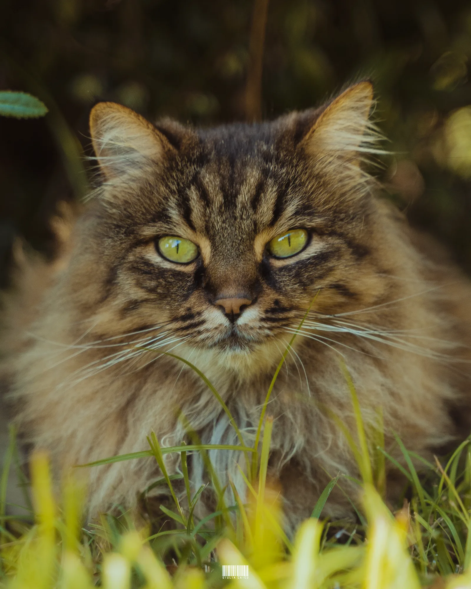 A long-haired tabby cat with a thick coat lying in the grass