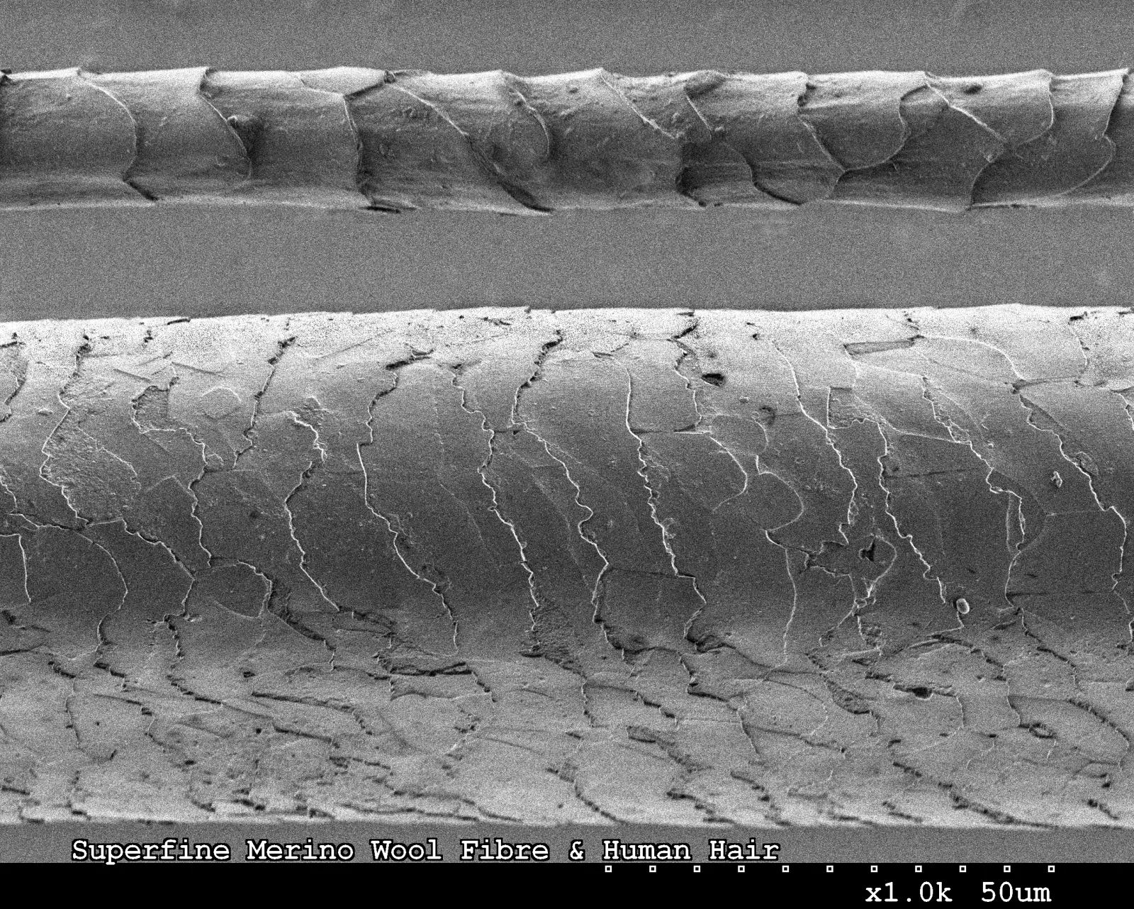 Merino wool fibre magnified beside a human hair for scale