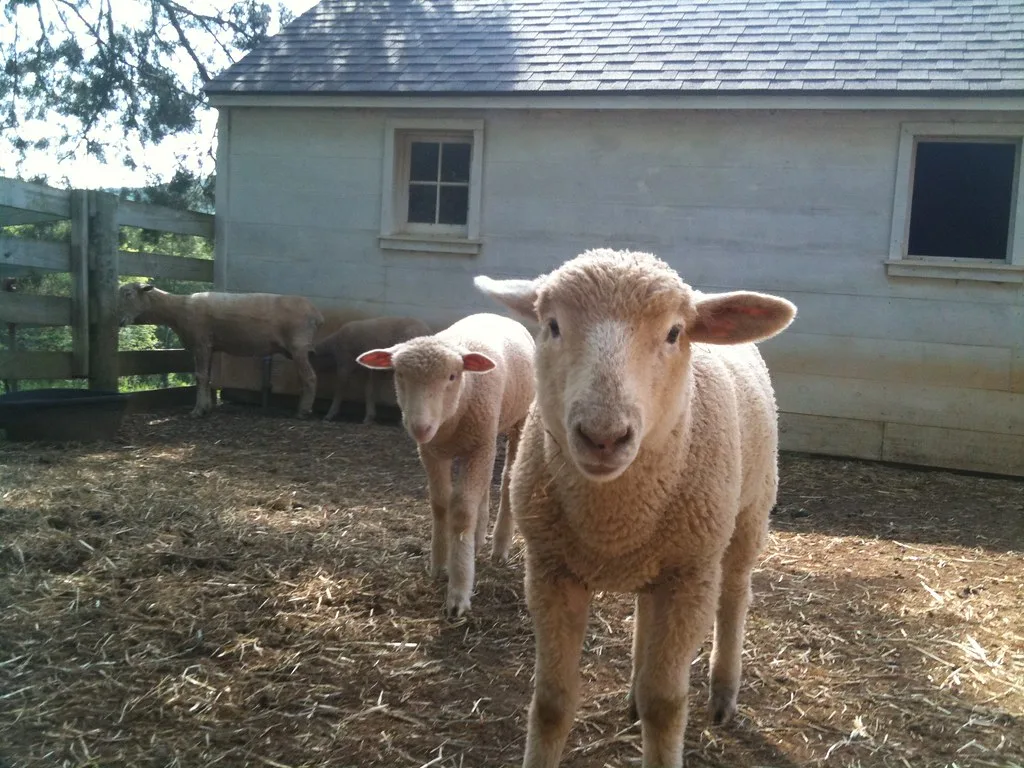 A merino sheep, the source of the finest felting wool