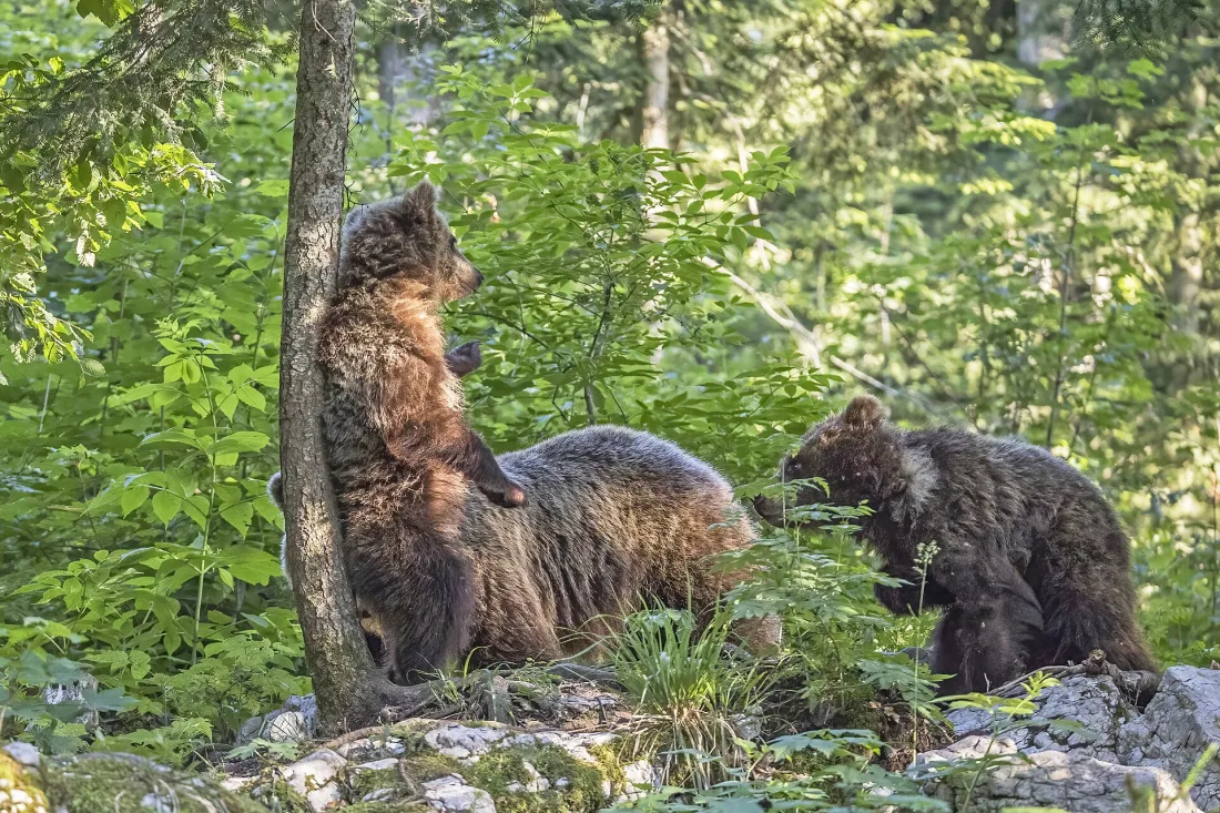 A young brown bear