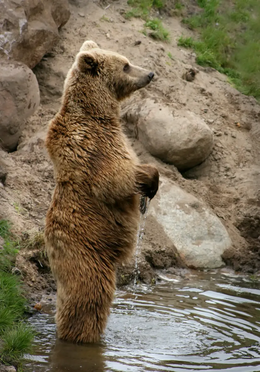 A brown bear standing, showing the shoulder hump and dished face