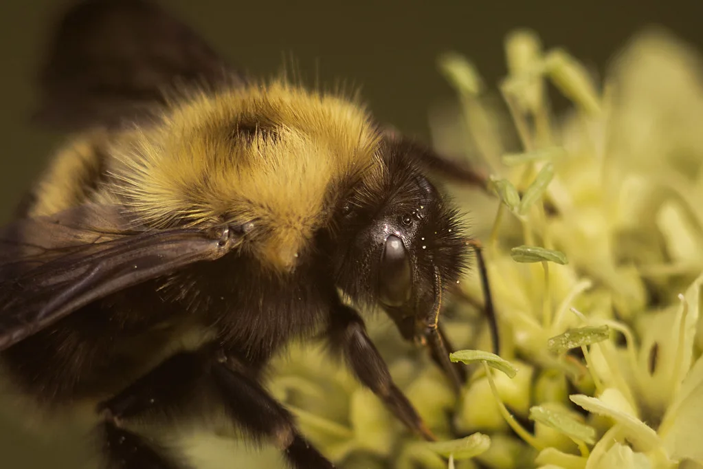 A bumble bee showing its stripes and short wings
