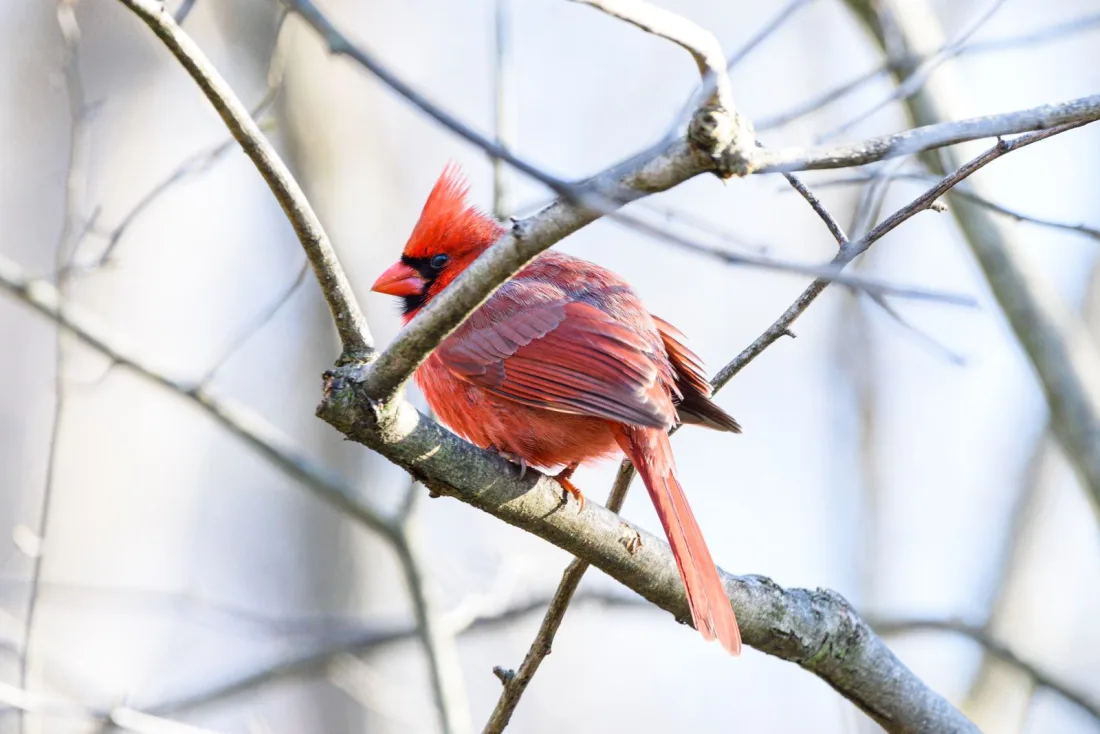 A male northern cardinal perched on a bare branch, showing its crest, black face mask and long tail