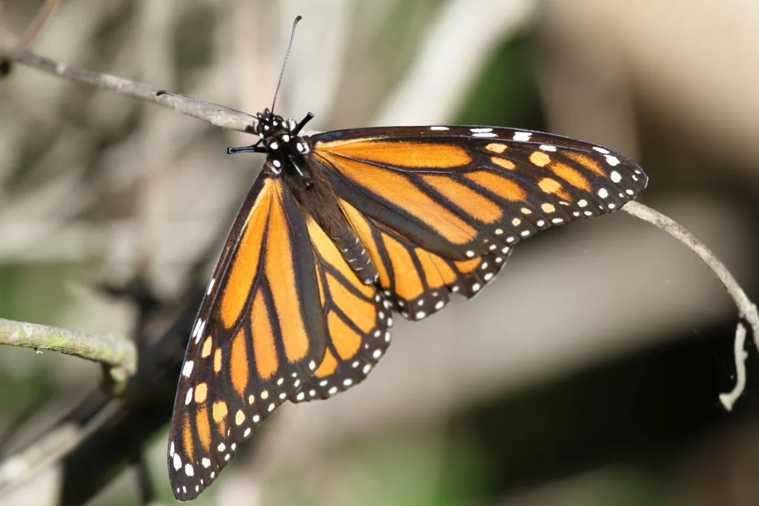 A monarch butterfly with its wings open on a twig, showing orange wings, black veins and a black border with white dots