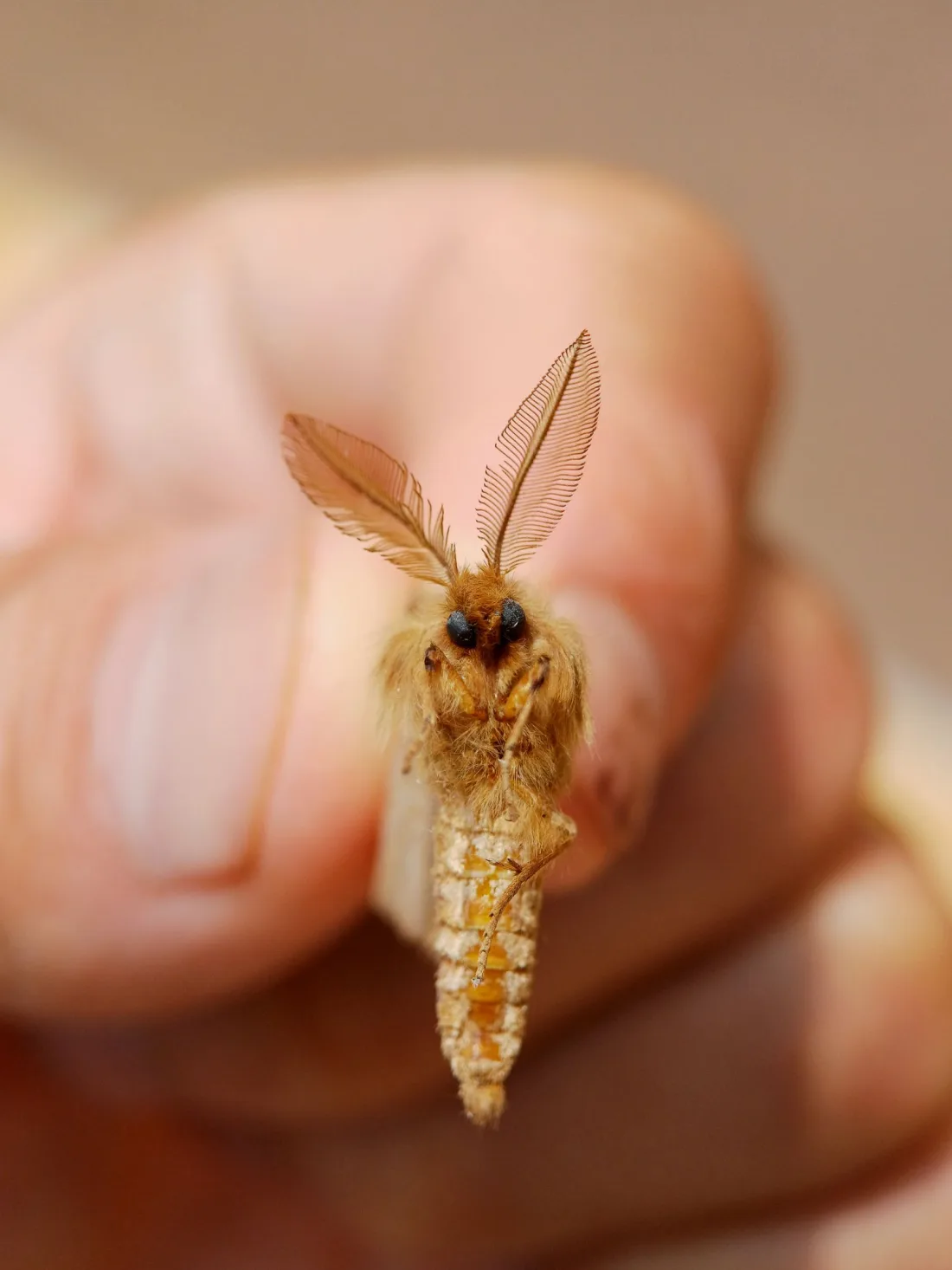 A small furry tan moth held up on a fingertip, with two large feathery antennae