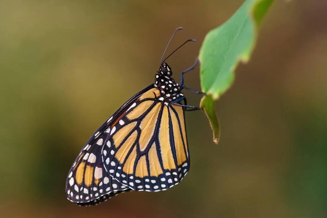 A monarch butterfly hanging from a leaf with its wings closed, showing the pale orange underside, black veins, white-dotted border and clubbed antennae