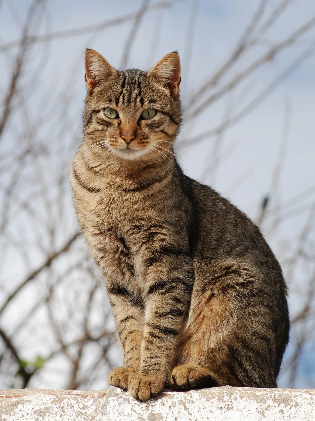 A cat seen head on, showing the broad skull and low muzzle