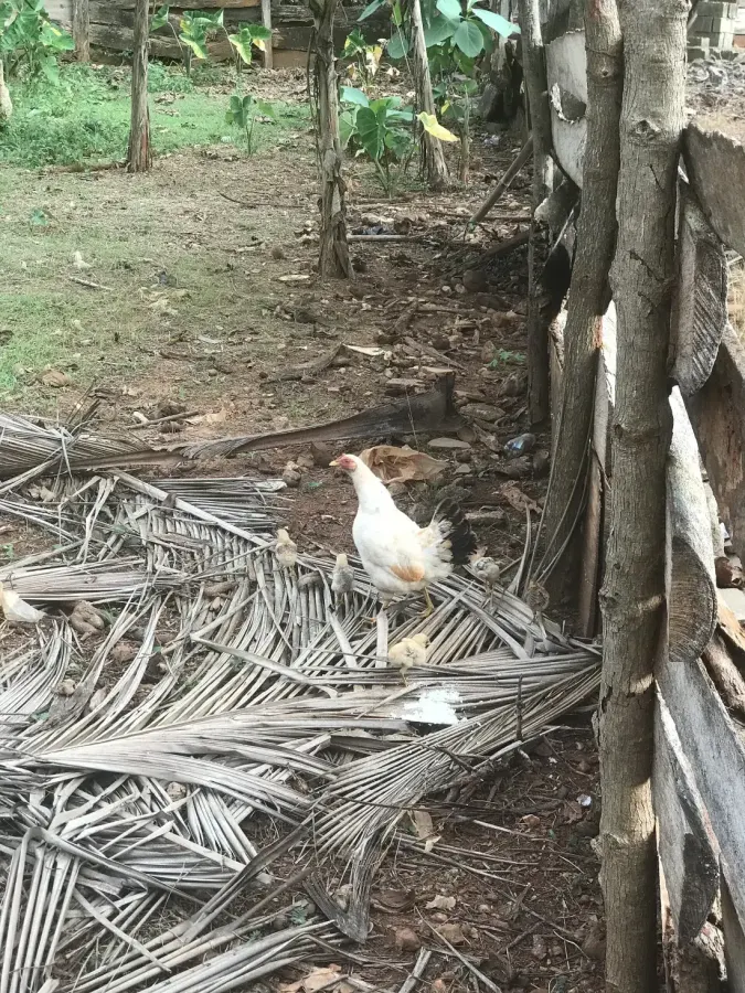 A hen with chicks