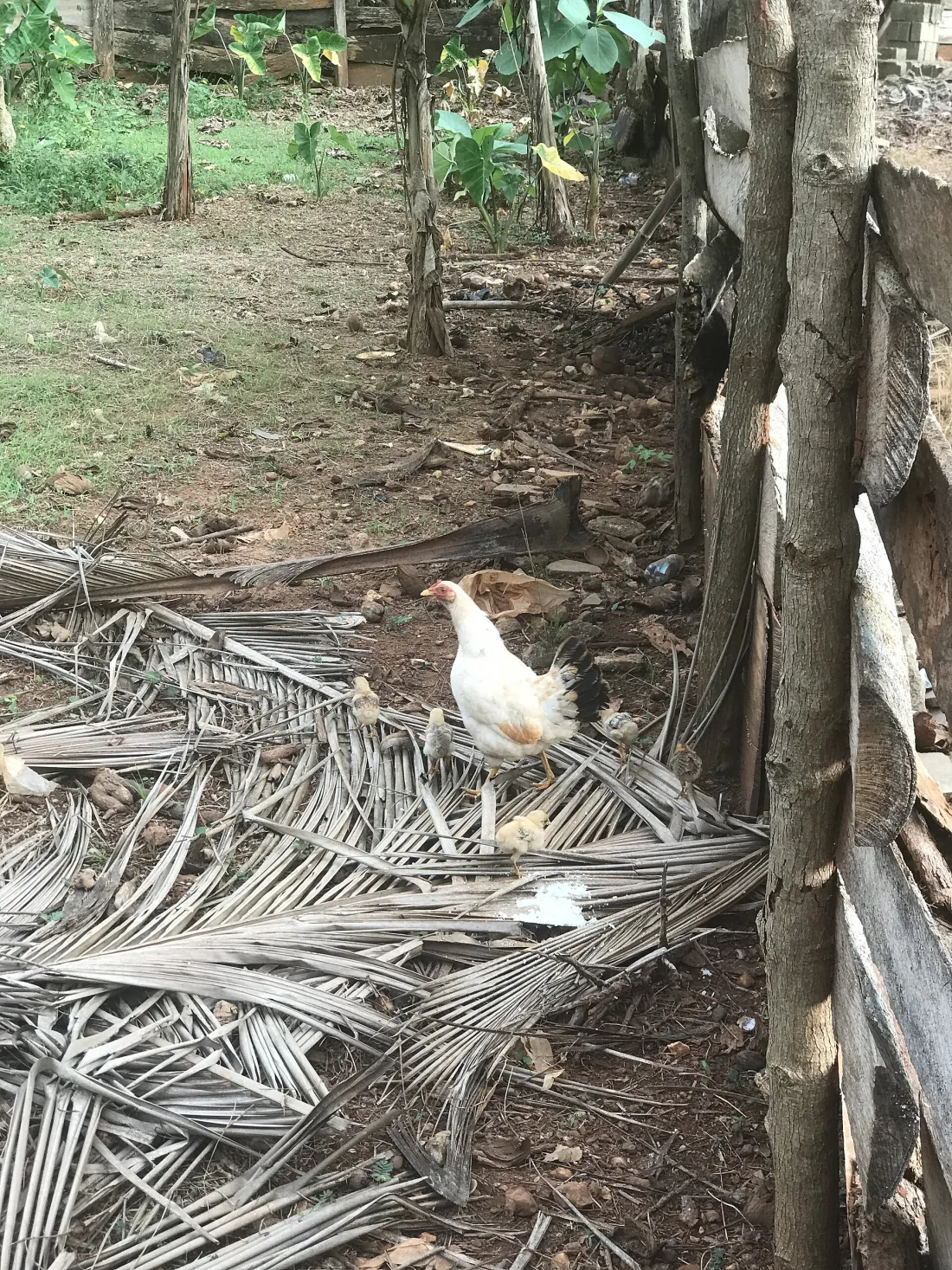 A hen in a farmyard