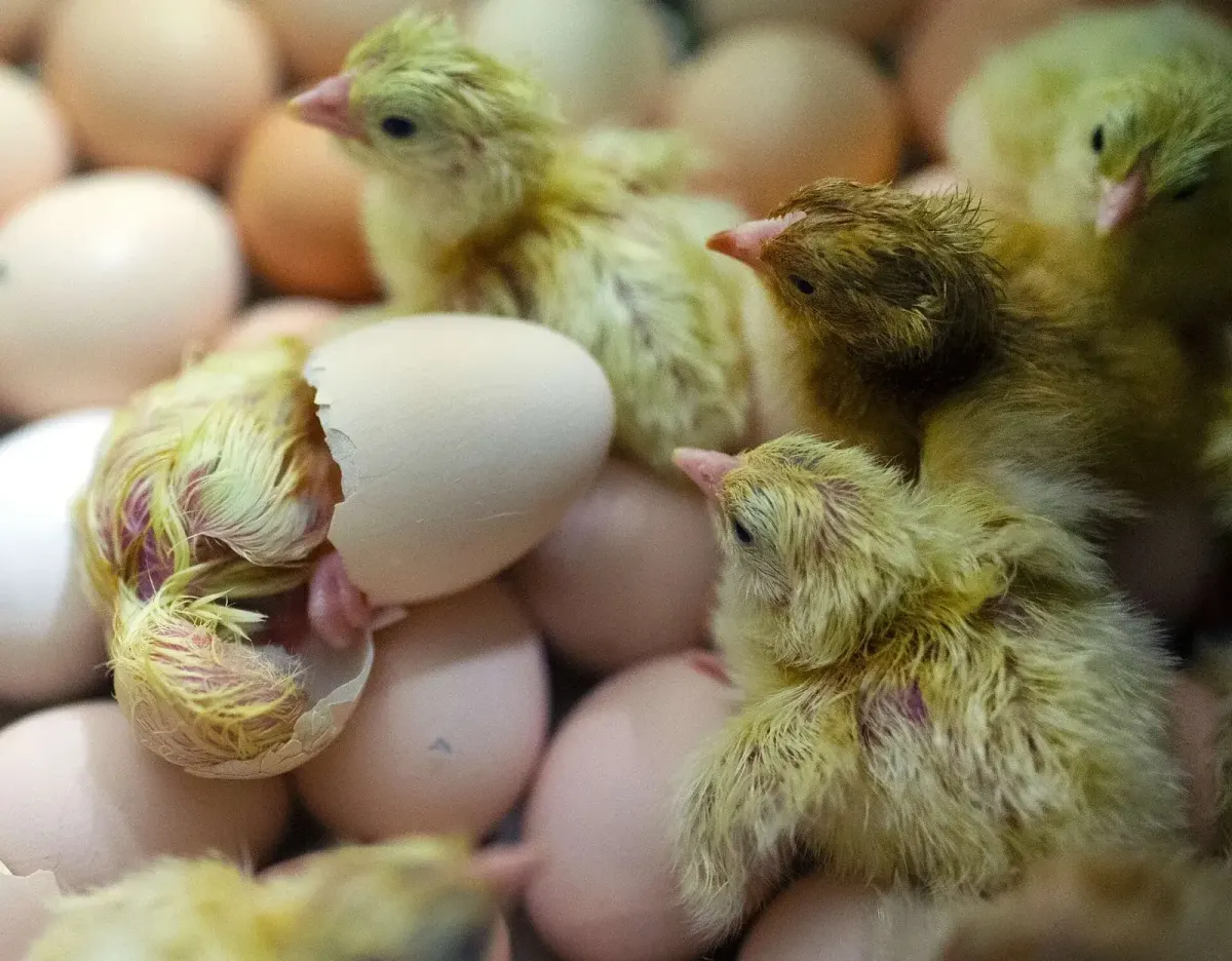 Newly hatched chicks showing the round body and short neck