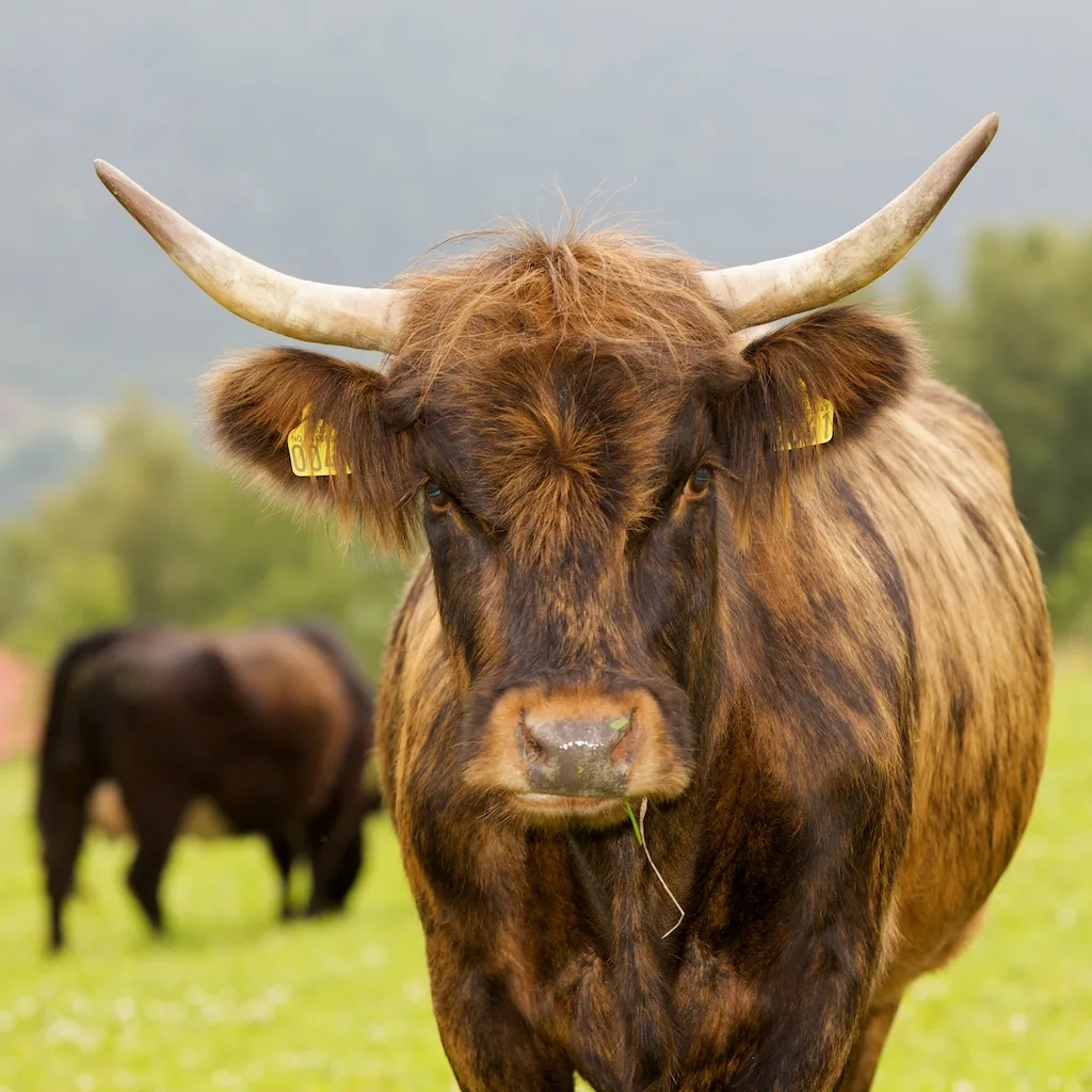 A cow head on, showing the broad flat muzzle