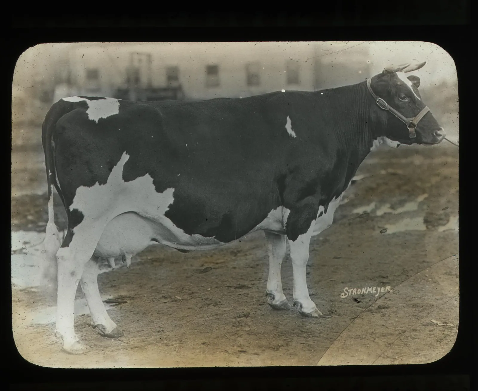 A Holstein cow in side view showing the black and white patches