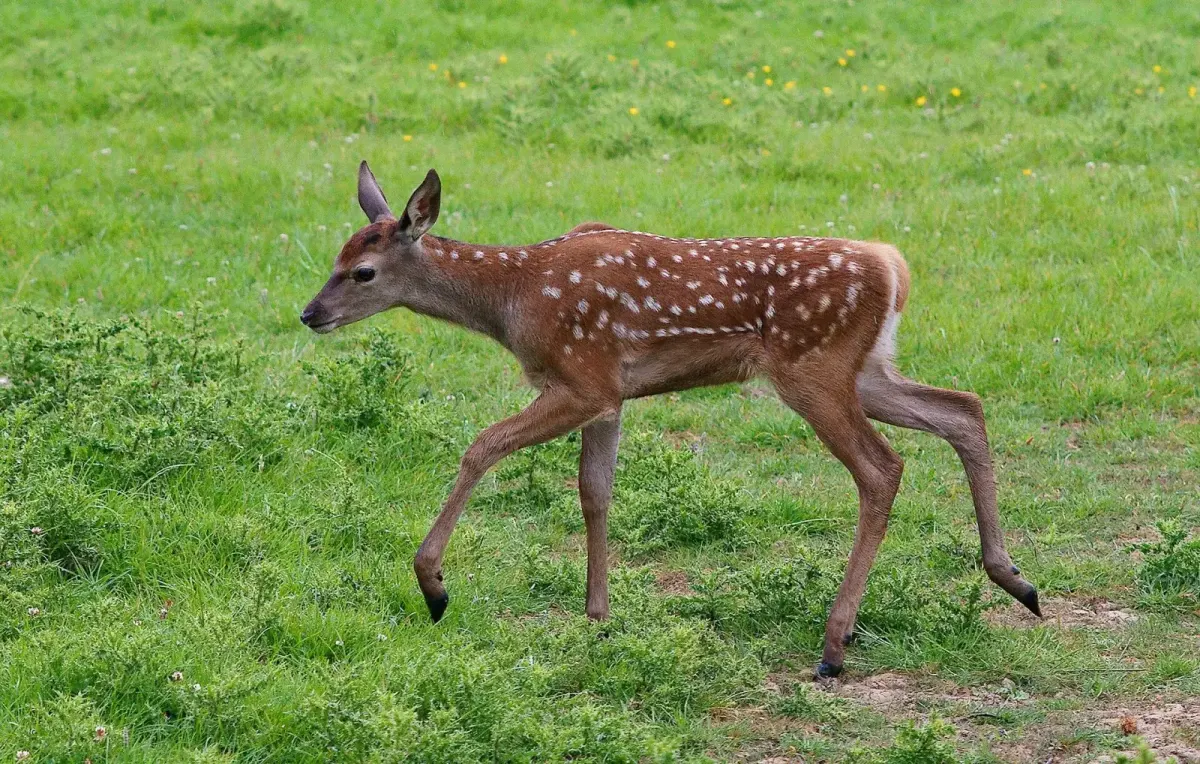 A fallow deer fawn showing the white spots and long legs