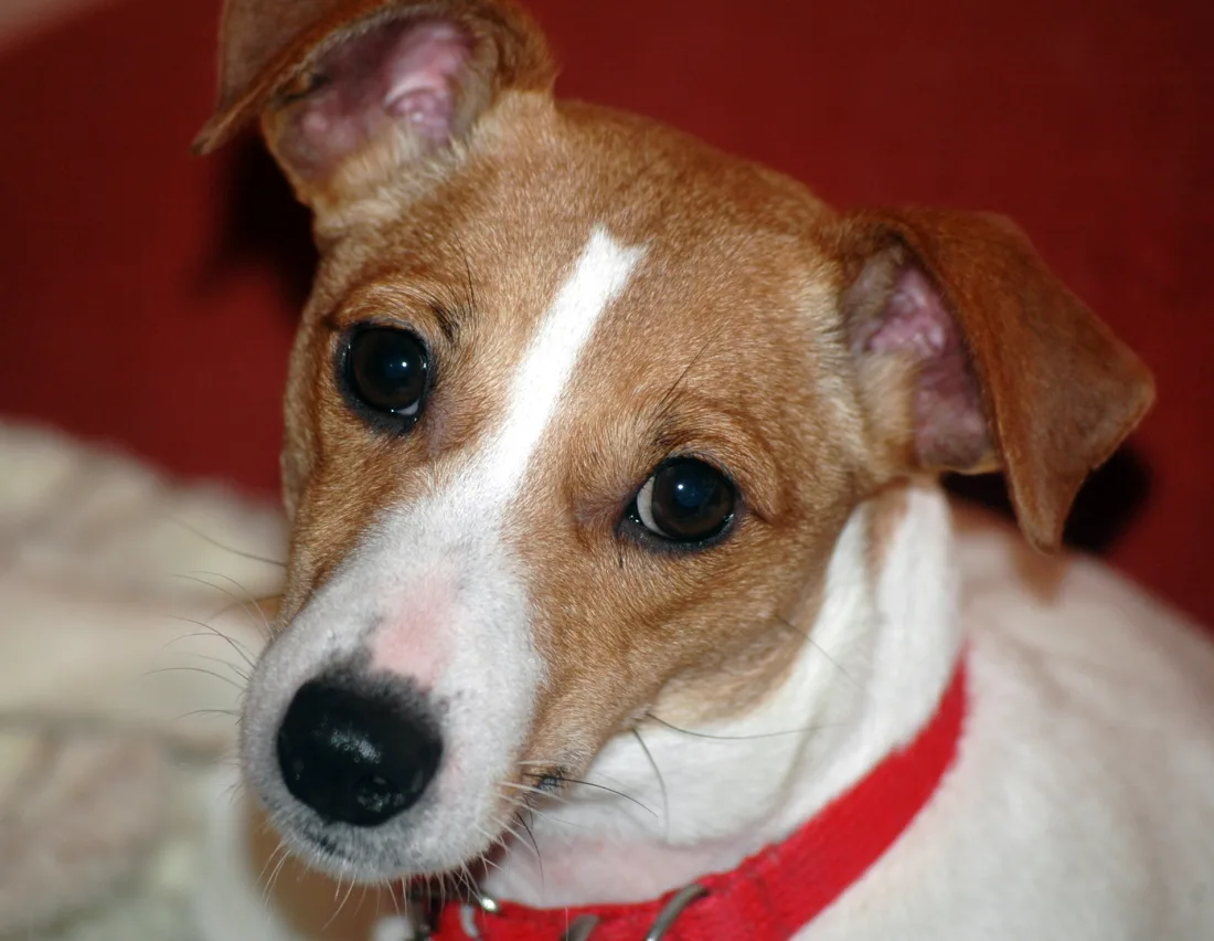 A jack russell terrier, showing muzzle length and ear set