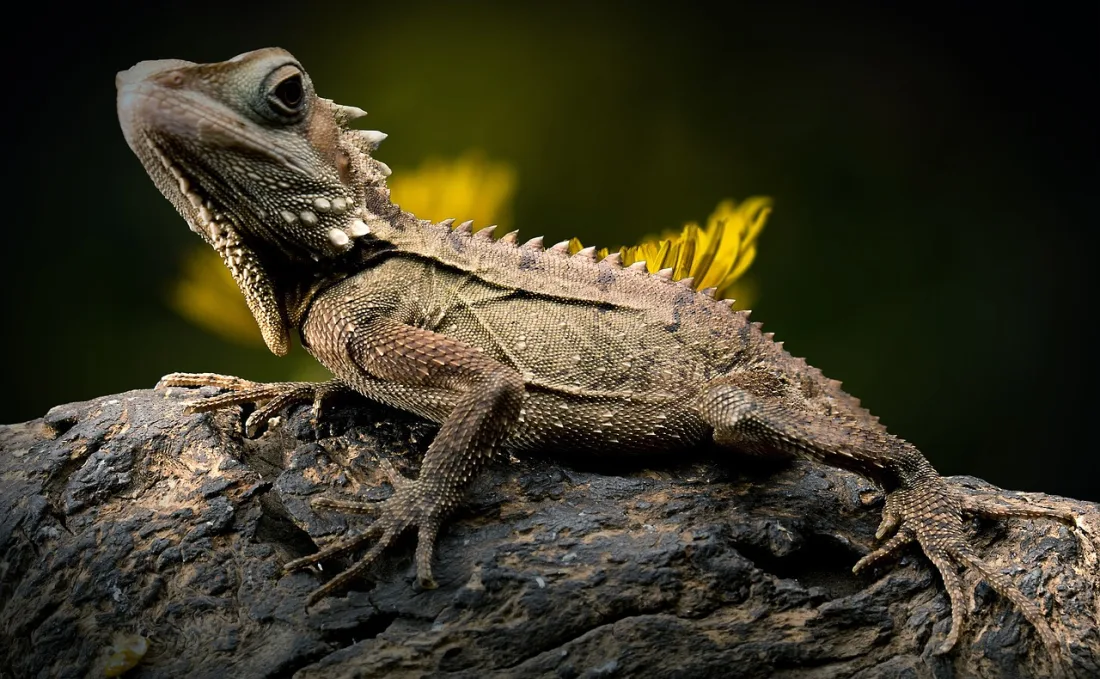 A brown forest dragon lizard on a branch, with a row of pale spines along its neck and back and small overlapping scales on its body