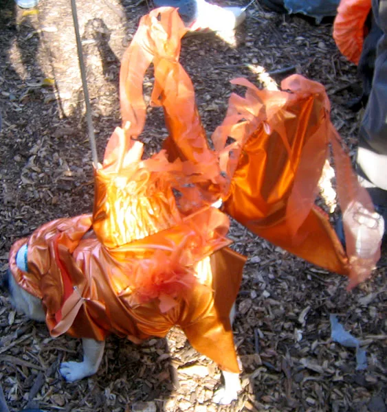 A goldfish seen from the side showing the deep body and fanned tail