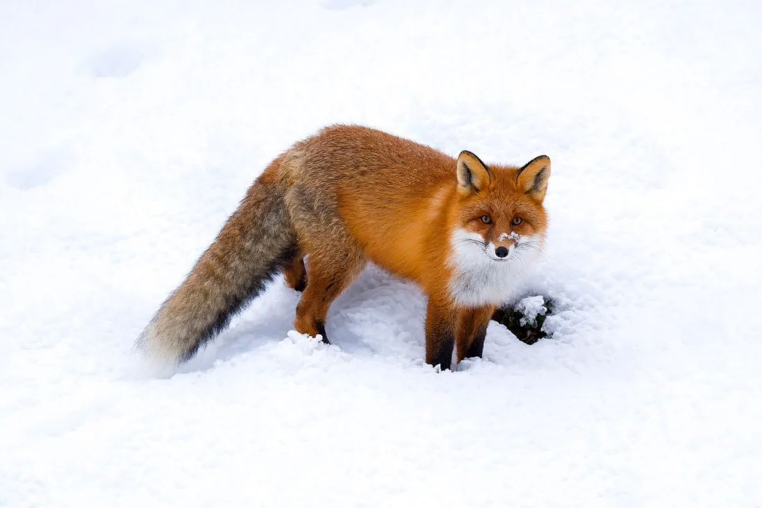 A red fox showing the wedge-shaped head