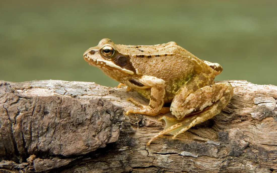 A common frog seen from above