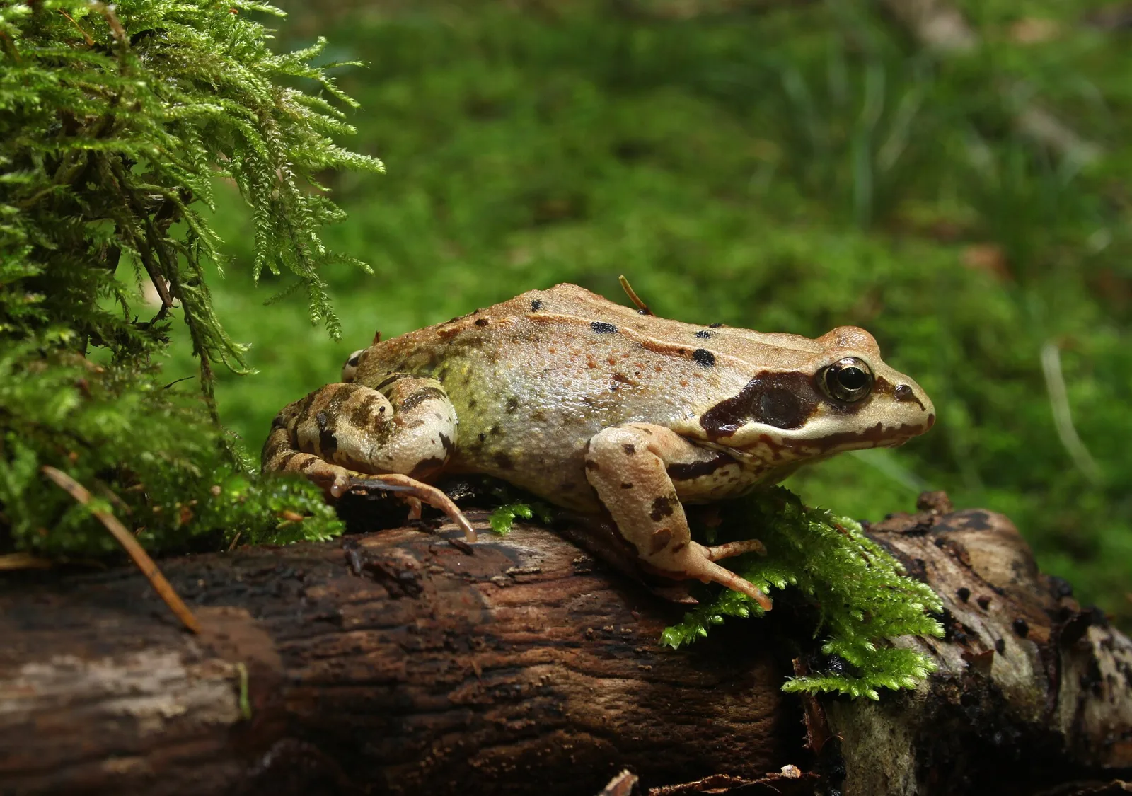A common frog in profile showing the folded hind legs and high-set eyes
