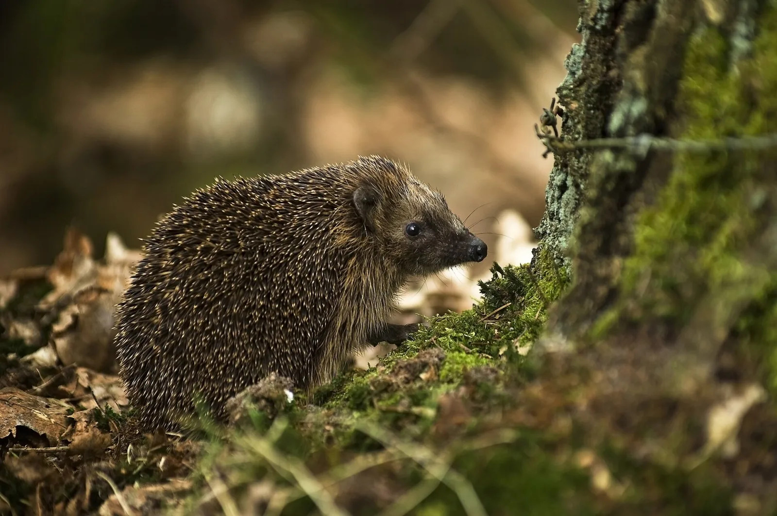 A hedgehog showing the pale pointed face below the spiny cap