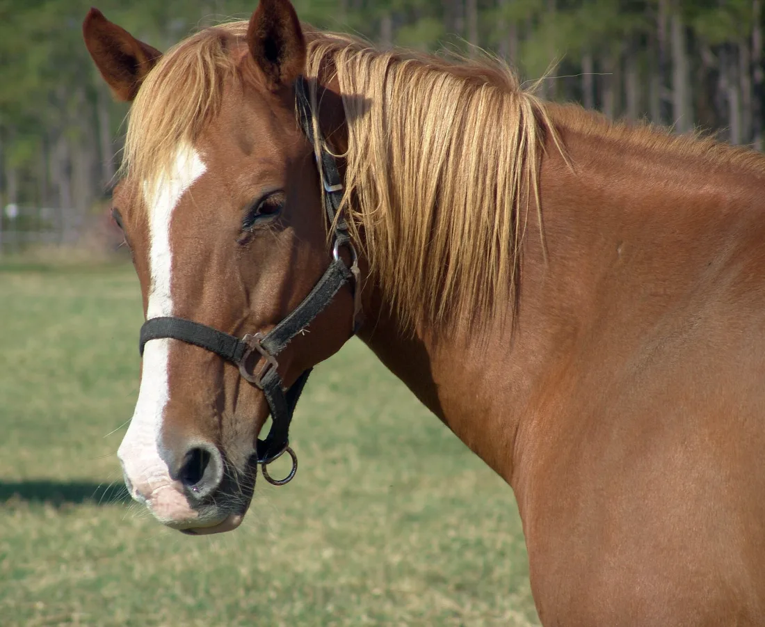 A horse head in profile showing the long muzzle and the set of the ears