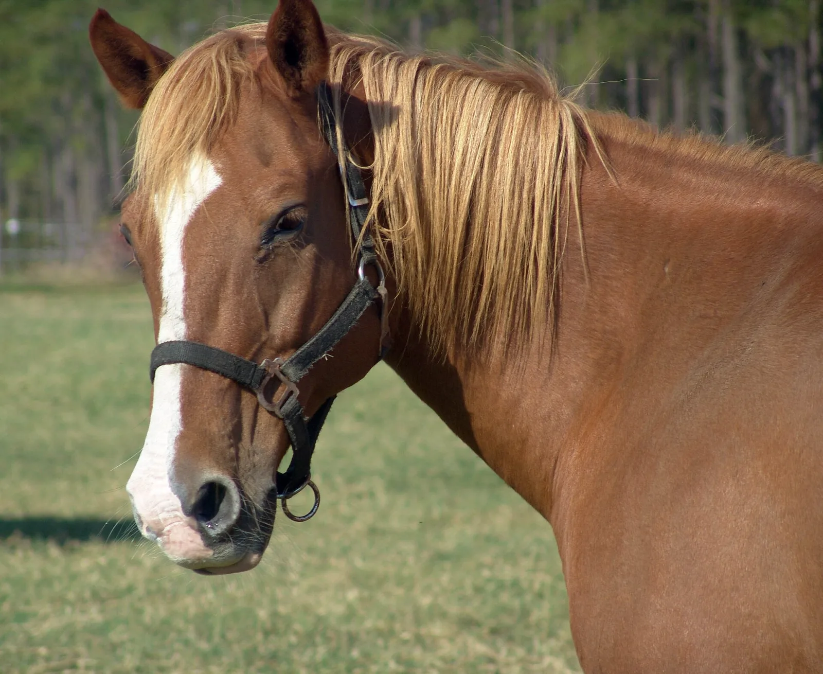 A horse head in profile showing the long muzzle and set of the ears