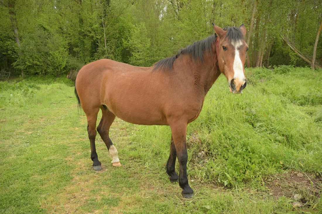A horse standing in grass