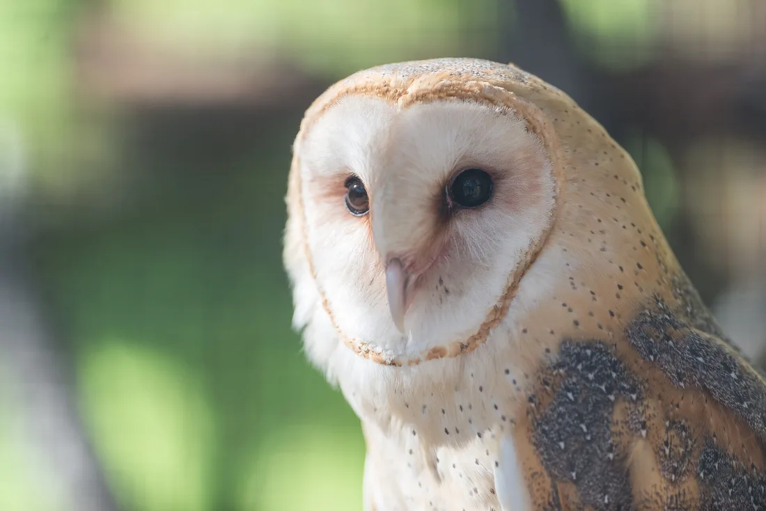 A barn owl showing the heart-shaped facial disc