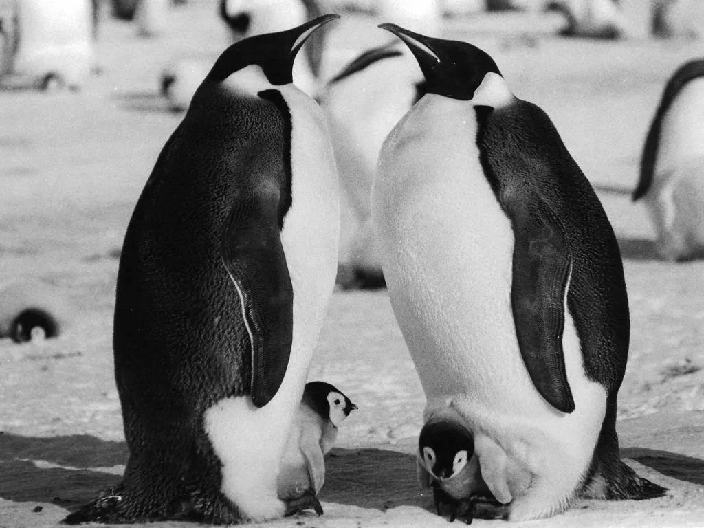 Emperor penguins with a chick, showing the upright posture