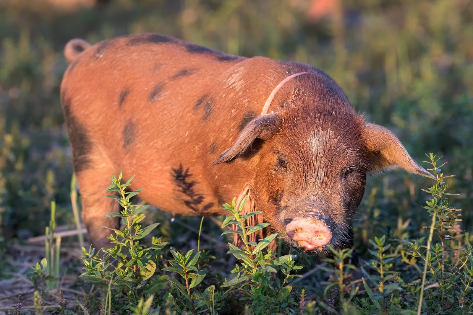 A piglet standing in profile showing the barrel body and short legs