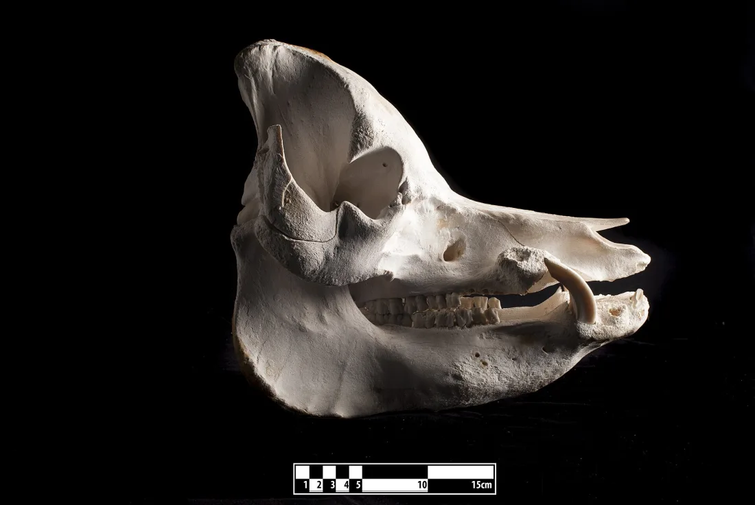A pig skull showing the long straight snout