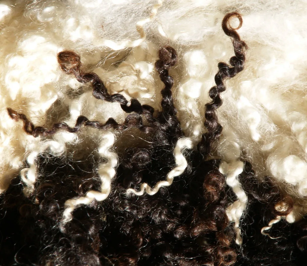 Curly Wensleydale locks in natural white and dark brown