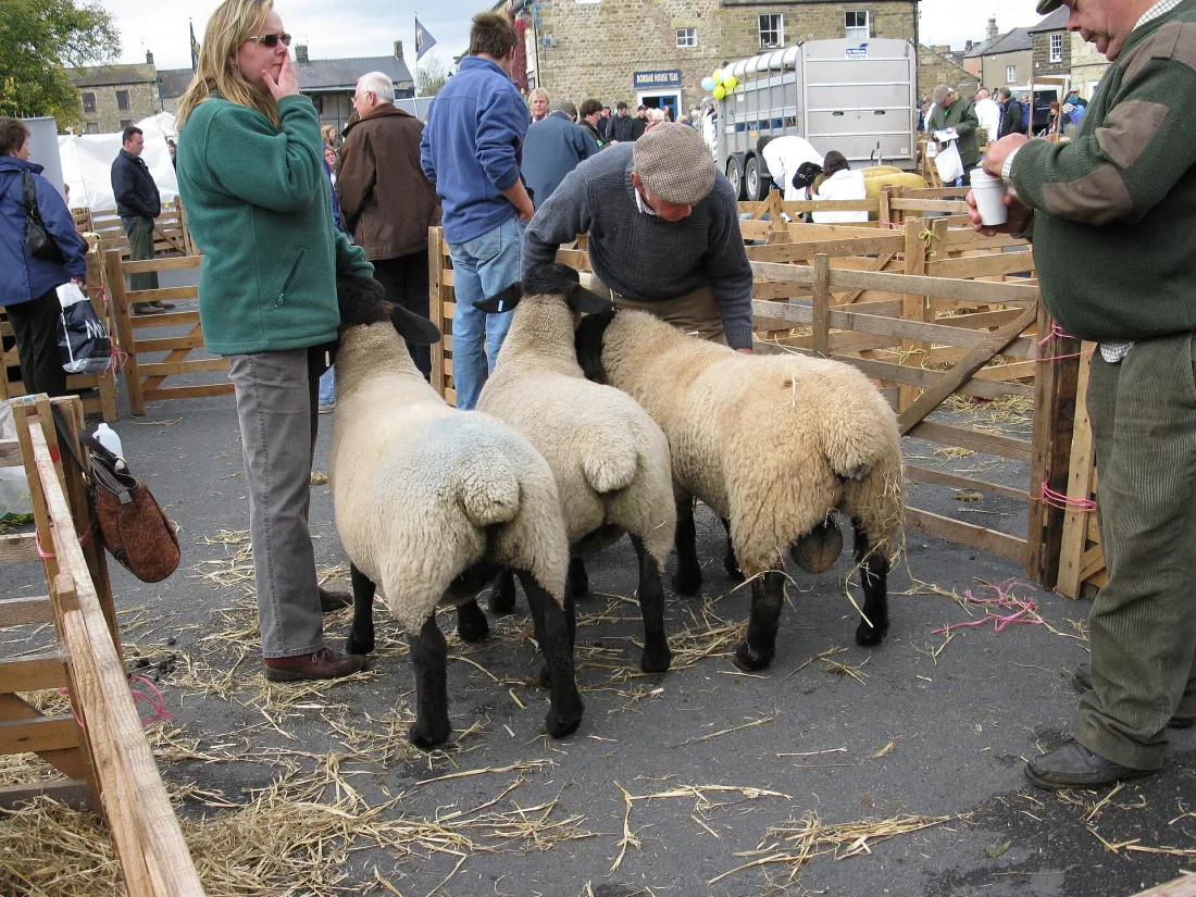 Suffolk sheep with dark faces and woolly bodies