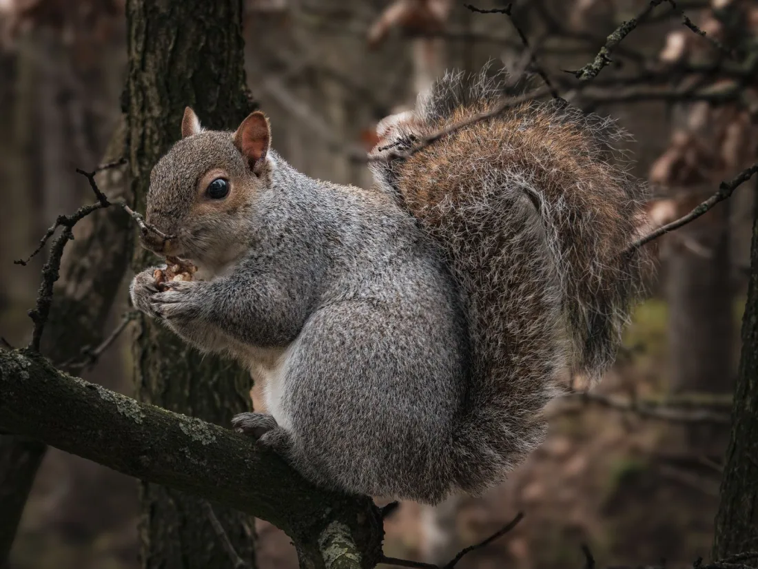 Eastern grey squirrel on a branch holding a nut in its front paws, with a pale ring round its eye and a silvery fringe along the edge of its brown-grey tail