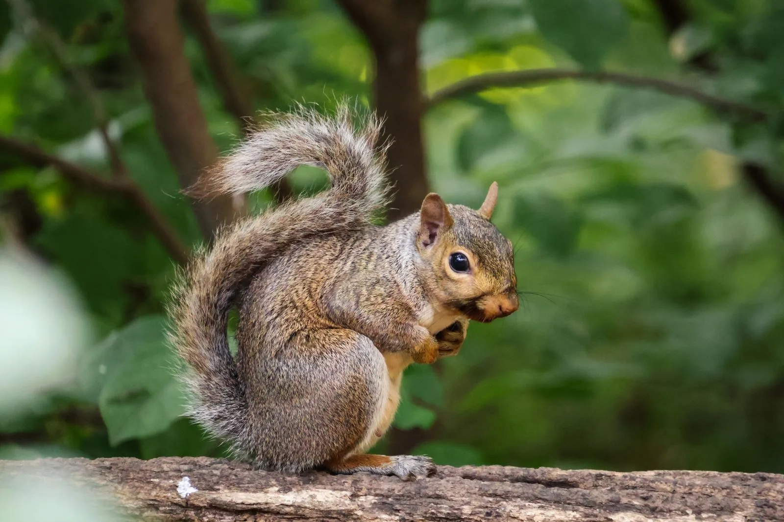 Eastern grey squirrel sitting upright on a log with its front paws at its chest and its bushy tail curving up its back, the tip flicked backwards