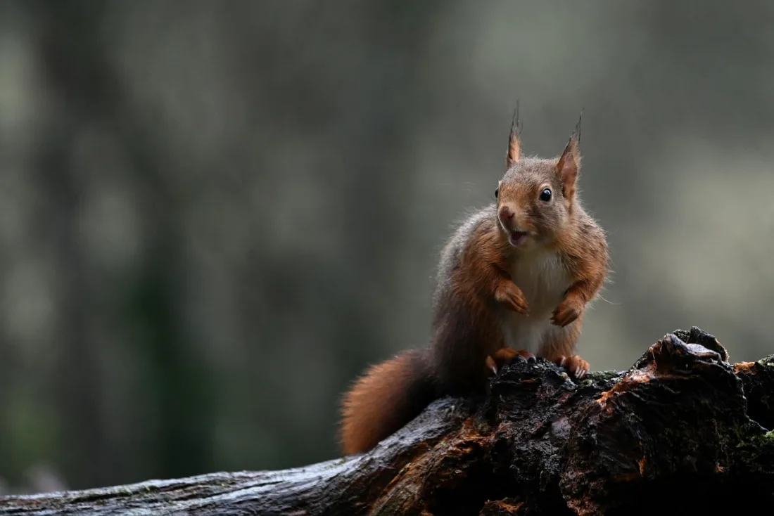 Red squirrel sitting up on a dark log, with long tufts on the tips of its ears and a cream belly