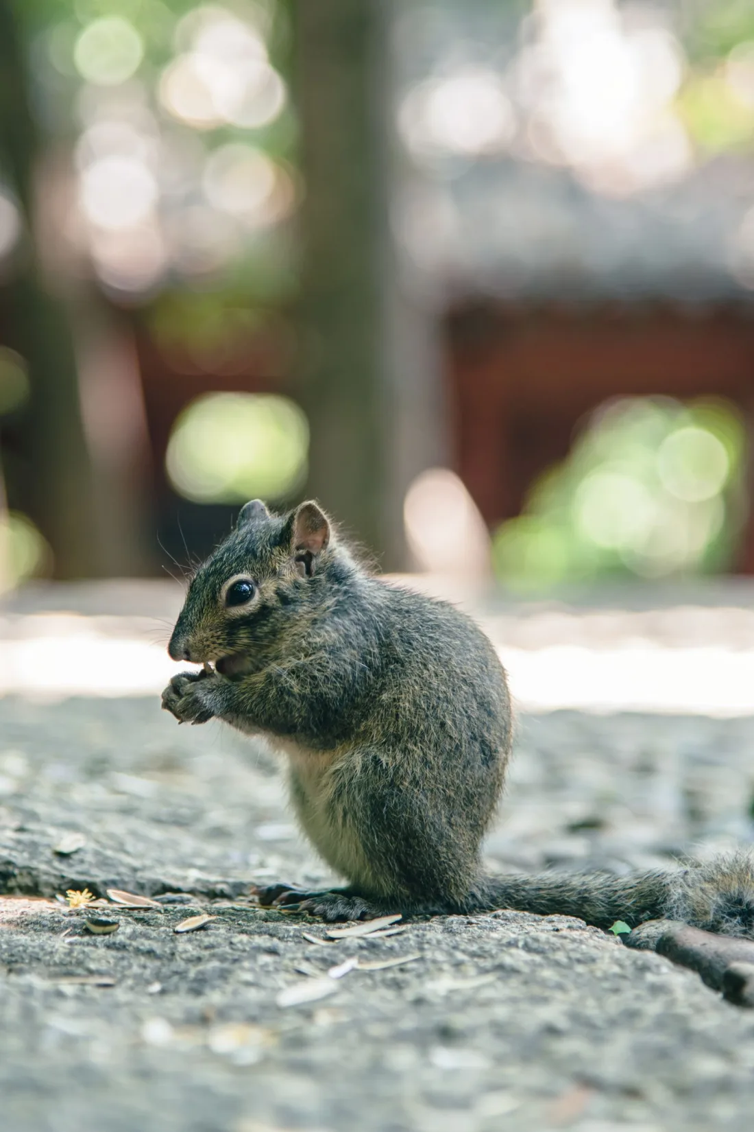 Small brown-grey squirrel sitting up on its haunches on paving, holding food to its mouth with its front paws, its long hind feet flat on the ground