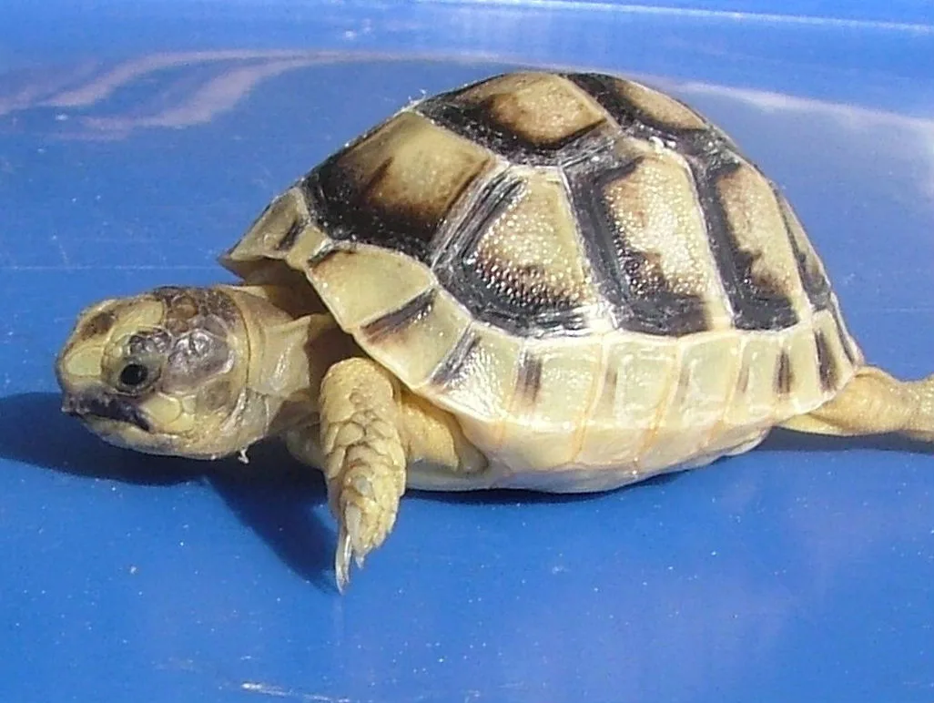 A tortoise in side view showing the domed shell and low head