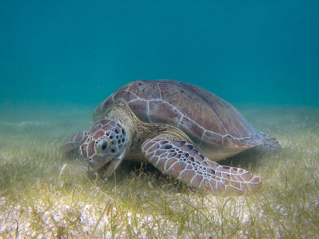 A green sea turtle swimming