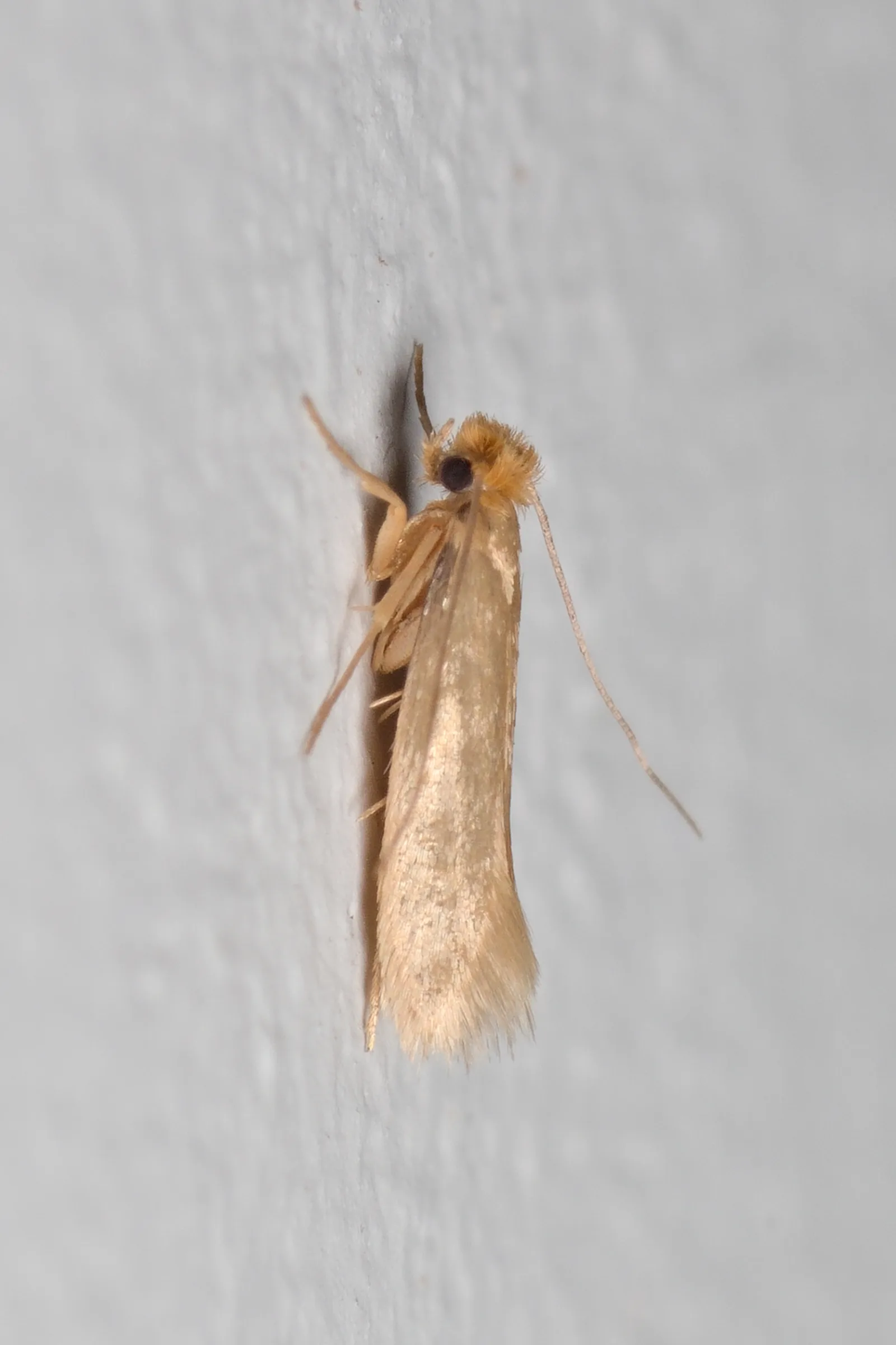 A common clothes moth, whose larvae eat wool