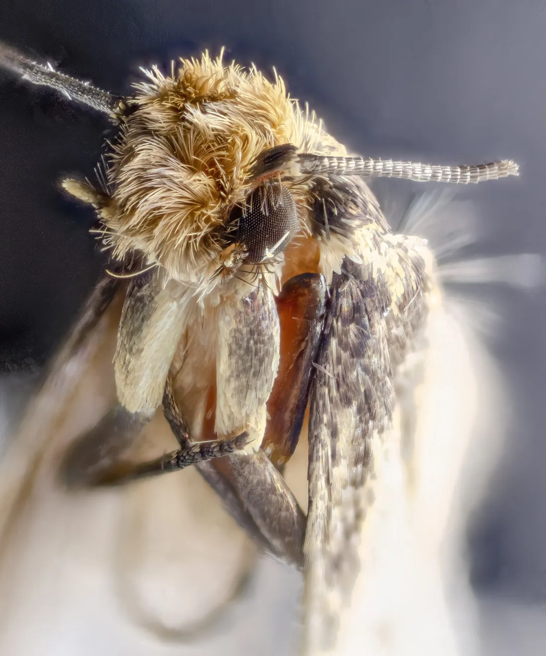 A clothes moth at rest on fabric