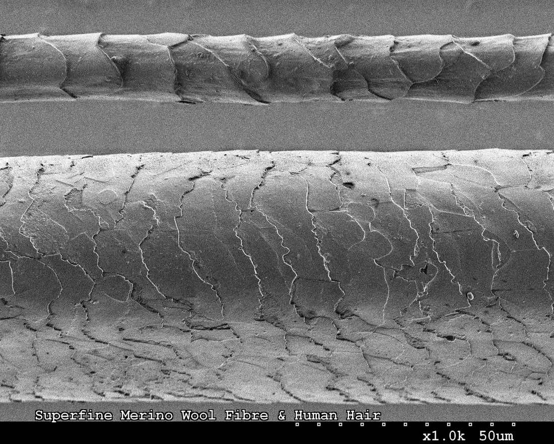 A merino wool fibre beside a human hair under magnification