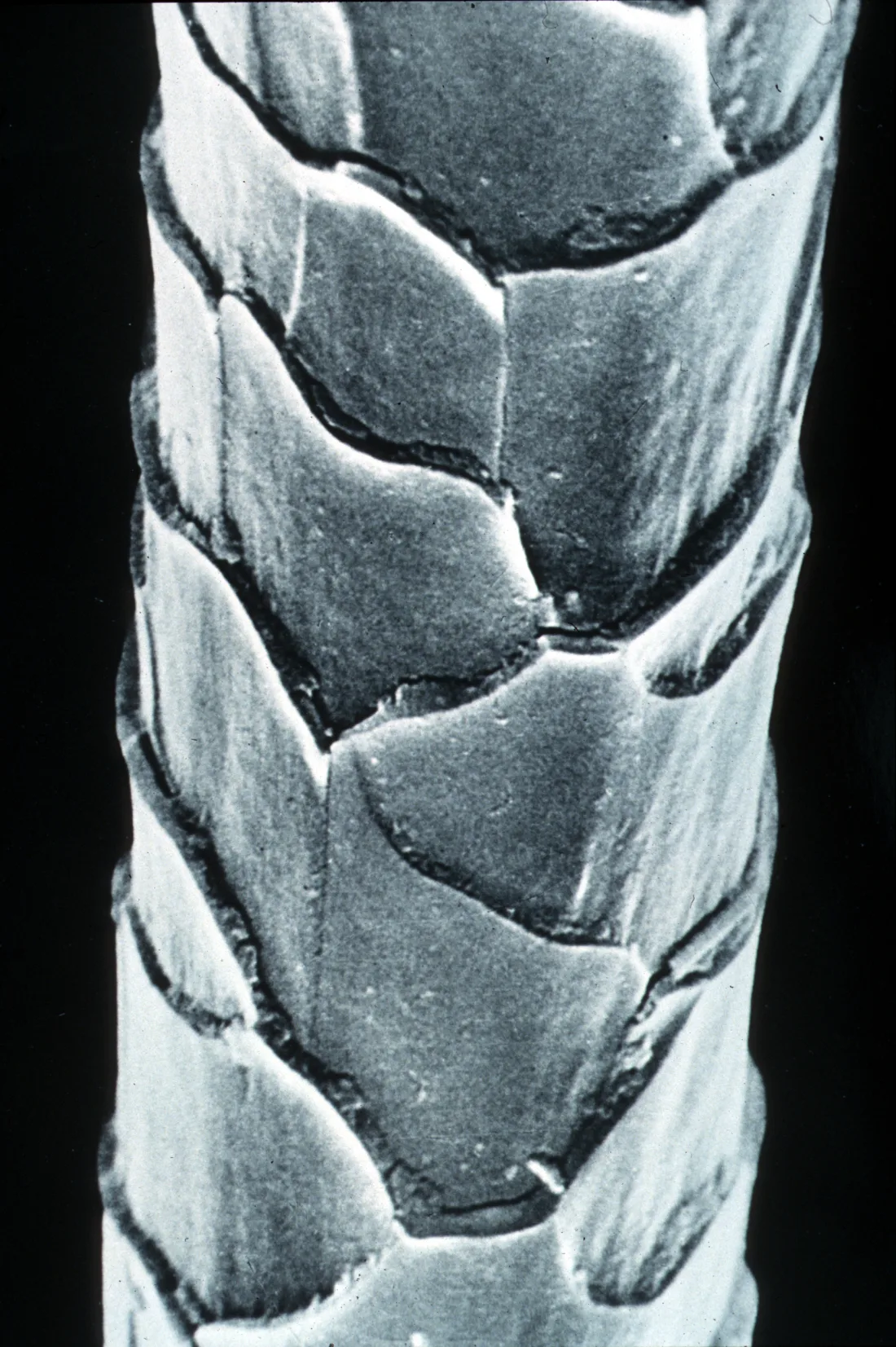 Electron microscope image of a merino wool fibre showing its overlapping scales
