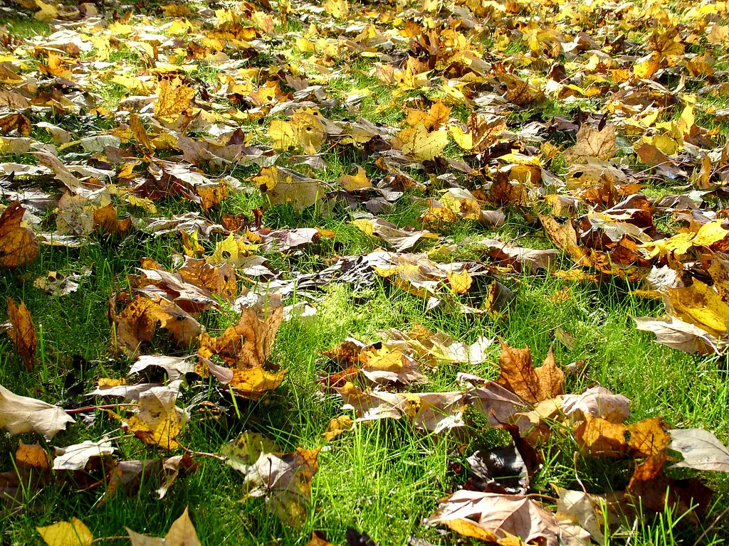 Fallen autumn leaves lying on the grass